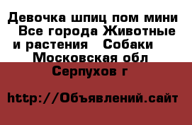 Девочка шпиц пом мини - Все города Животные и растения » Собаки   . Московская обл.,Серпухов г.